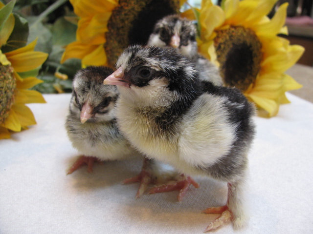 6 standard silver laced cochin chicks...alberta "SOLD Slc001