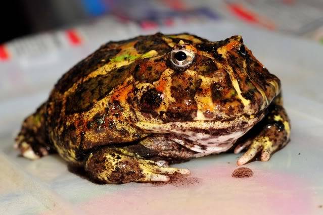 Mr Gibbon's Argentine Horned Frog TNW_6446