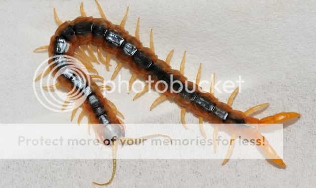 Centipede.. TNW_8764