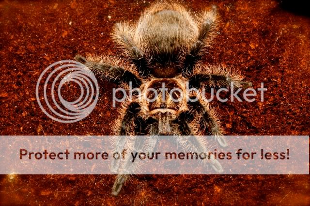 Curly Hair Tarantula TUG_8154