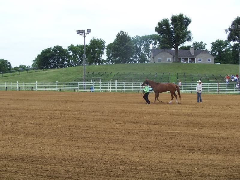 horse show sunday Rachelnickjuly1show7