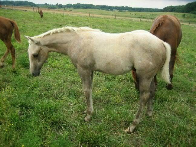 my pally (uh gray) colt Vegas3mos