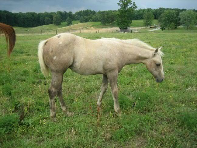 my pally (uh gray) colt Vegas3mos2