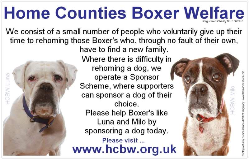 Sponsorship for Home Counties Boxer Welfare LunaMiloOversizePostcard-1