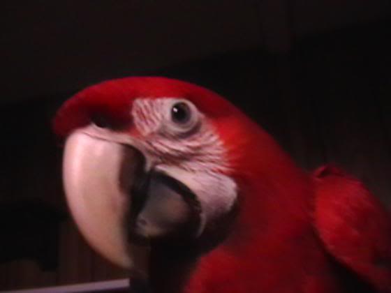 A Ruby Macaw Jinx1