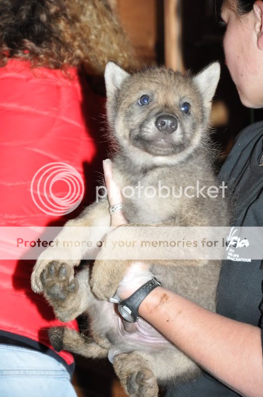 Vaccination de louveteaux : Le Klan du Loup était présent DSC_0614