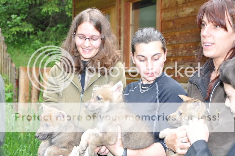 Vaccination de louveteaux : Le Klan du Loup était présent DSC_0672