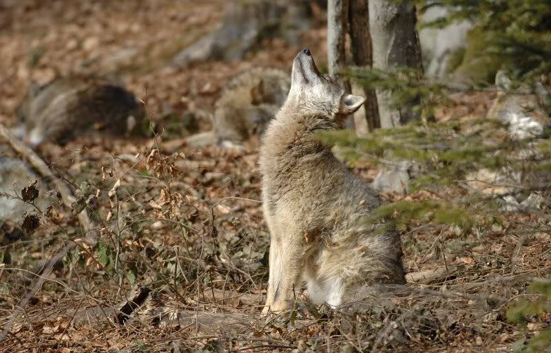 Les Loups de Roland Clerc Loup_108