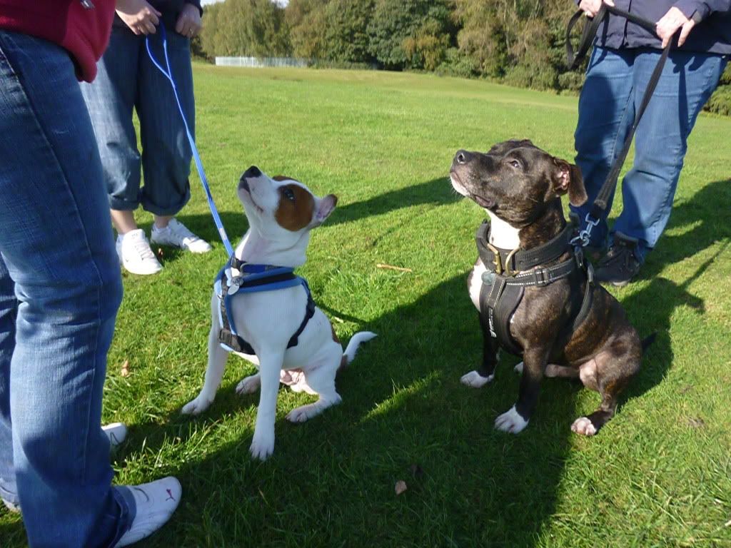 Stafford meet 17/10/10 Heaton Park HeatonParkWalk861