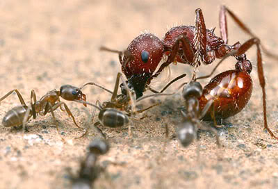 10 điều thú vị về loài kiến. 1-1