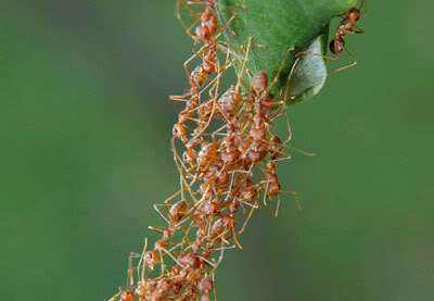 10 điều thú vị về loài kiến. 3-1