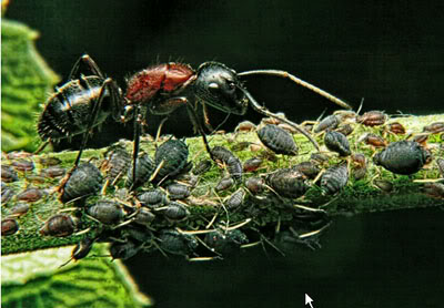 10 điều thú vị về loài kiến. 5-1