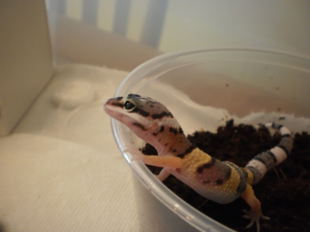 New Leopard Gecko (pics coming soon) P8010676