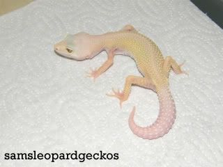 Morph Directory RainwaterAlbino