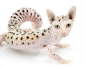 Found a weird picture... LOL Leopard-gecko-morph