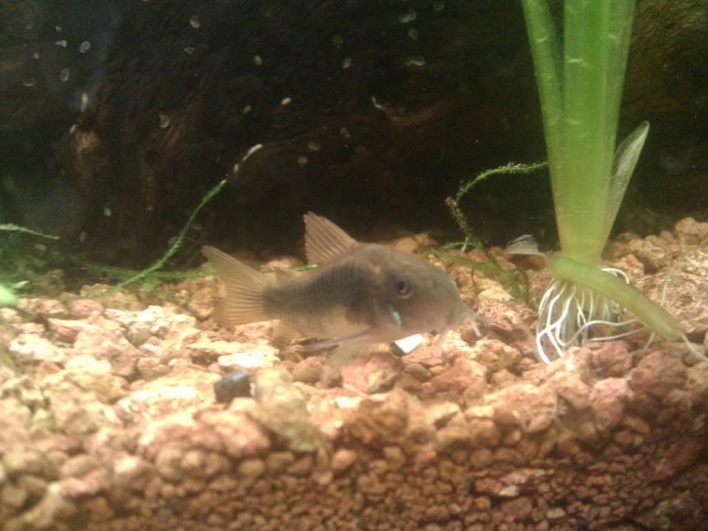 Corydoras Aeneus IMG_20130118_164447