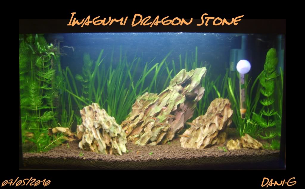 Iwagumi dragon stone - Página 9 S8000102marco