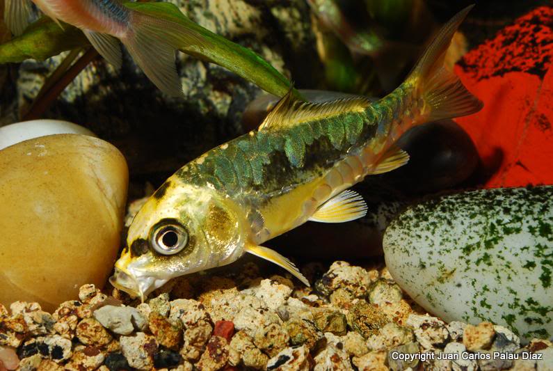 Fotografía de peces de acuario y cia J12