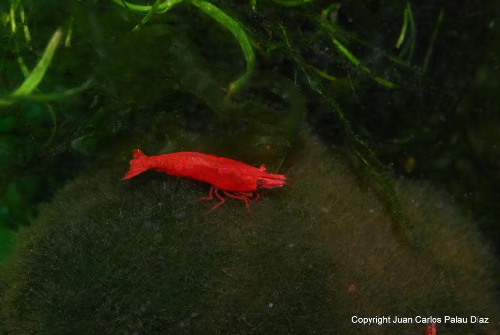 Fotografía de peces de acuario y cia J14