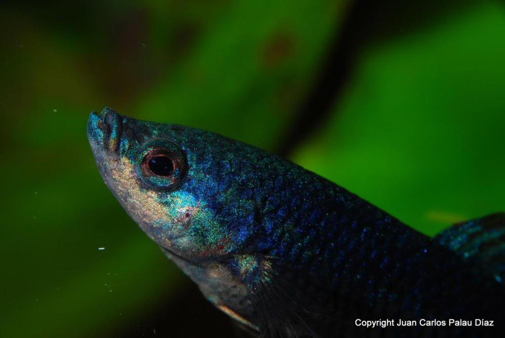 Fotografía de peces de acuario y cia J18