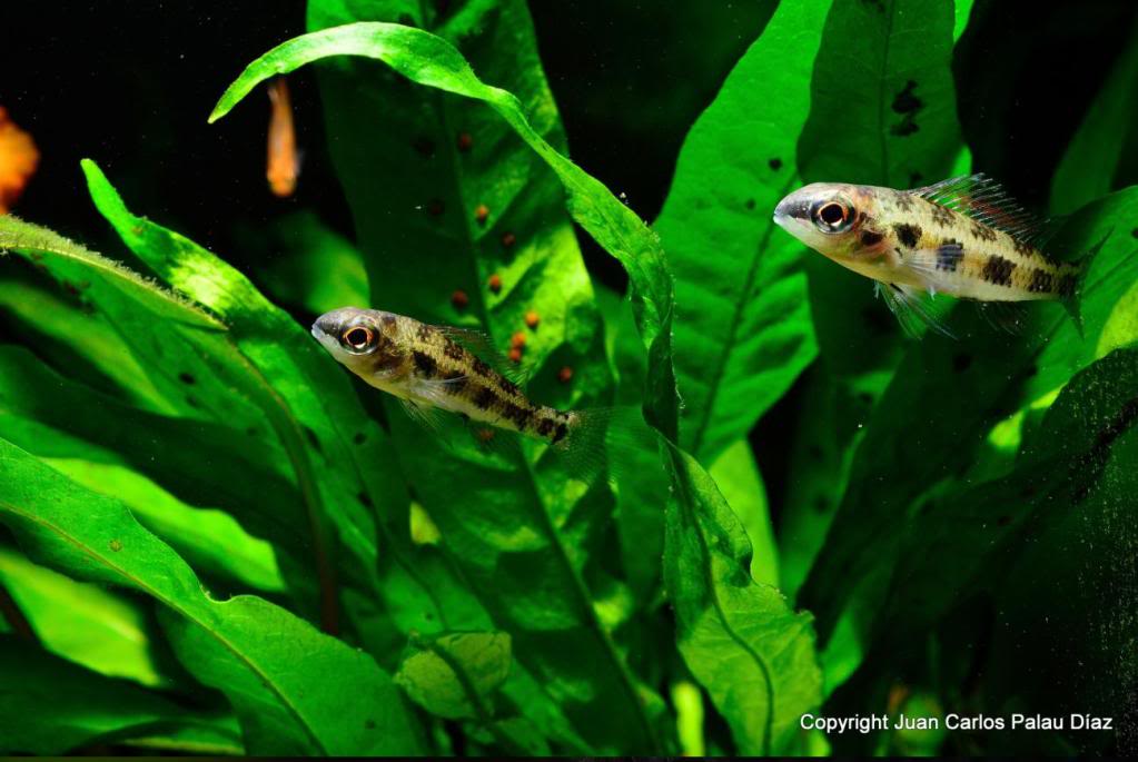 Fotografía de peces de acuario y cia J20