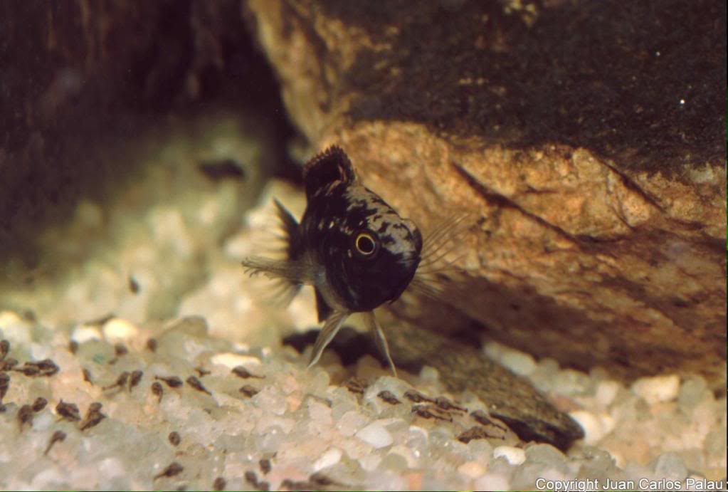 Fotografía de peces de acuario y cia J21