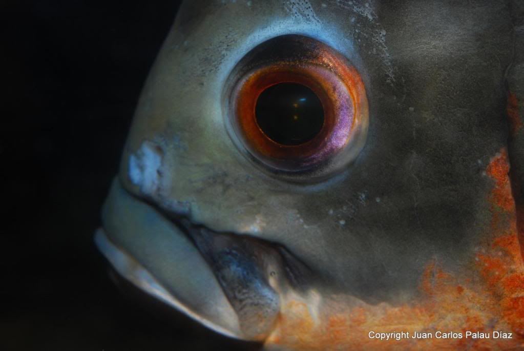 Fotografía de peces de acuario y cia J22