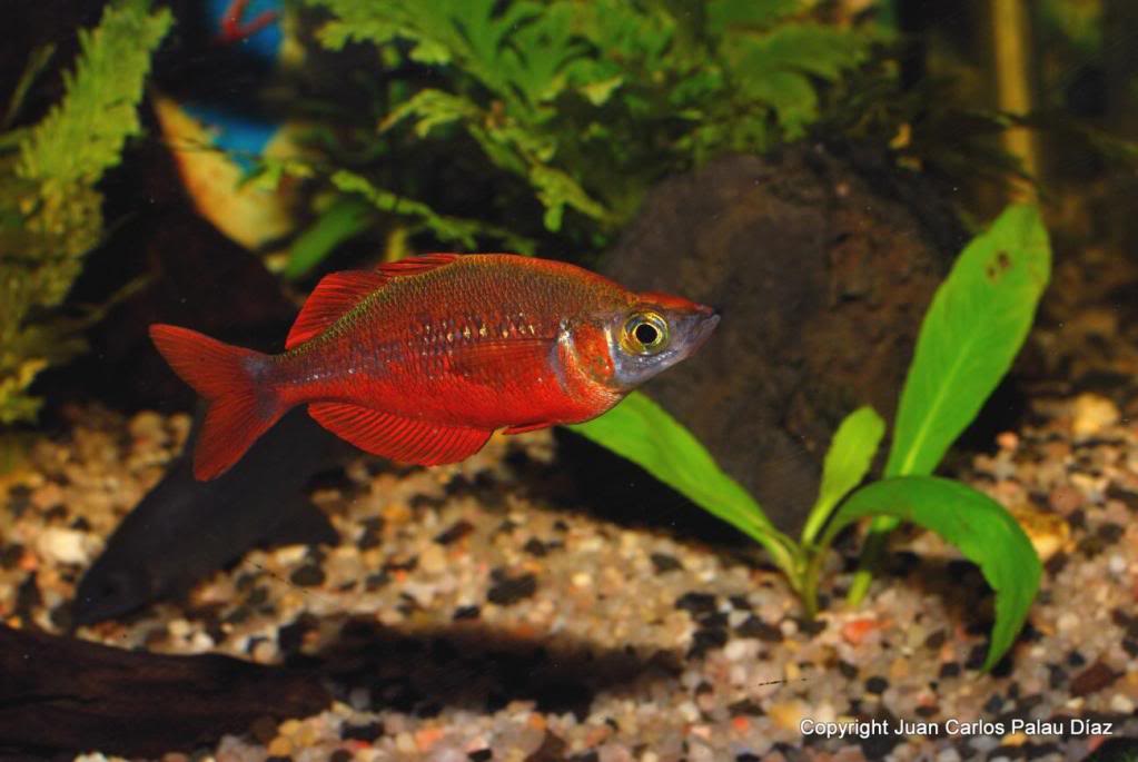 Fotografía de peces de acuario y cia J23