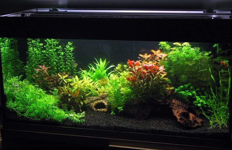 mi acuario... - Página 3 Lowtech2p