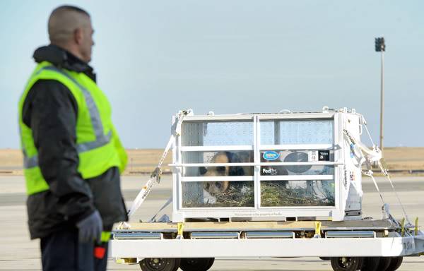 Fedex 777 - Operação Panda YuanZiCheckingOuttheLandscapeatRoissyCharlesdeGaulleAirport