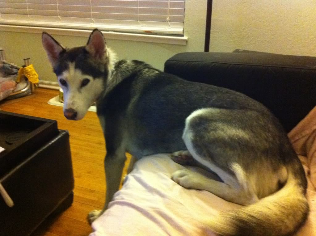 Comedic Husky Picture Thread - Page 2 IMG_1274