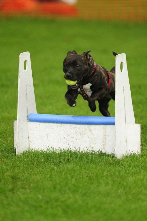 Flyball pics  20101003_3955