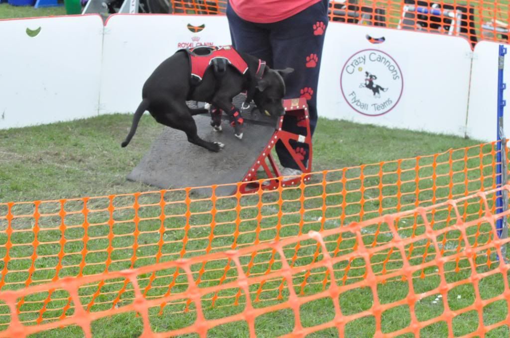 Diesel flyball pics DSC_0123