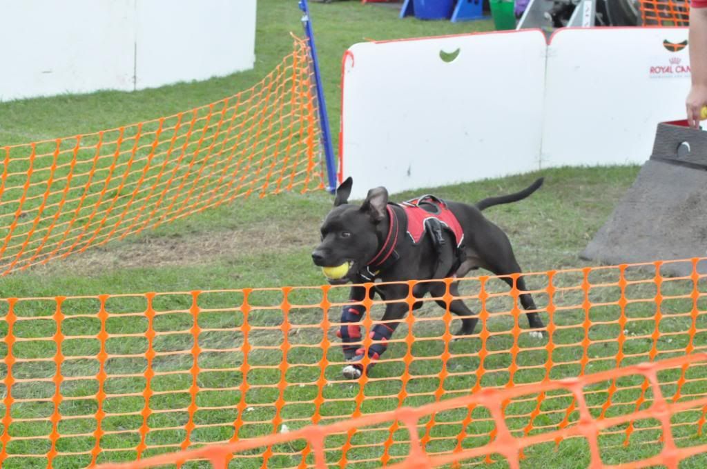 Diesel flyball pics DSC_0125-2