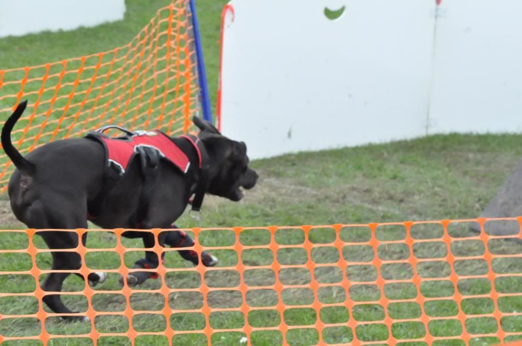 Diesel flyball pics DSC_0183