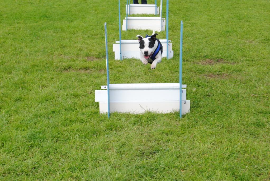 flyball pictures DSC_4119
