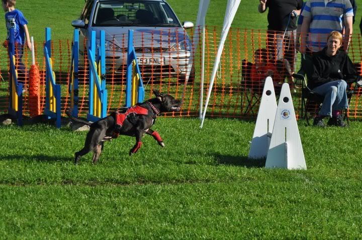 Diesel's open flyball debut pics Aberdeen3