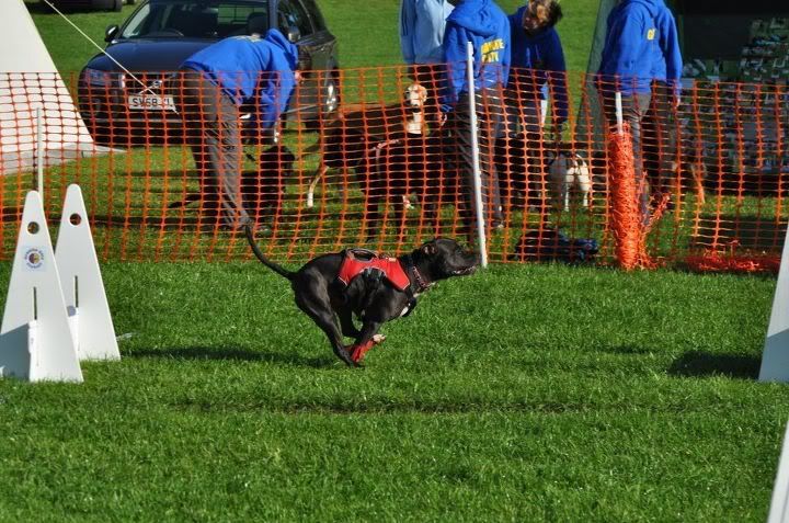 Diesel's open flyball debut pics Aberdeen6