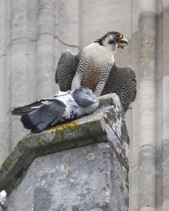 chichester peregrines - Page 5 253494_10150270356218162_714073161_8769572_8274042_n1