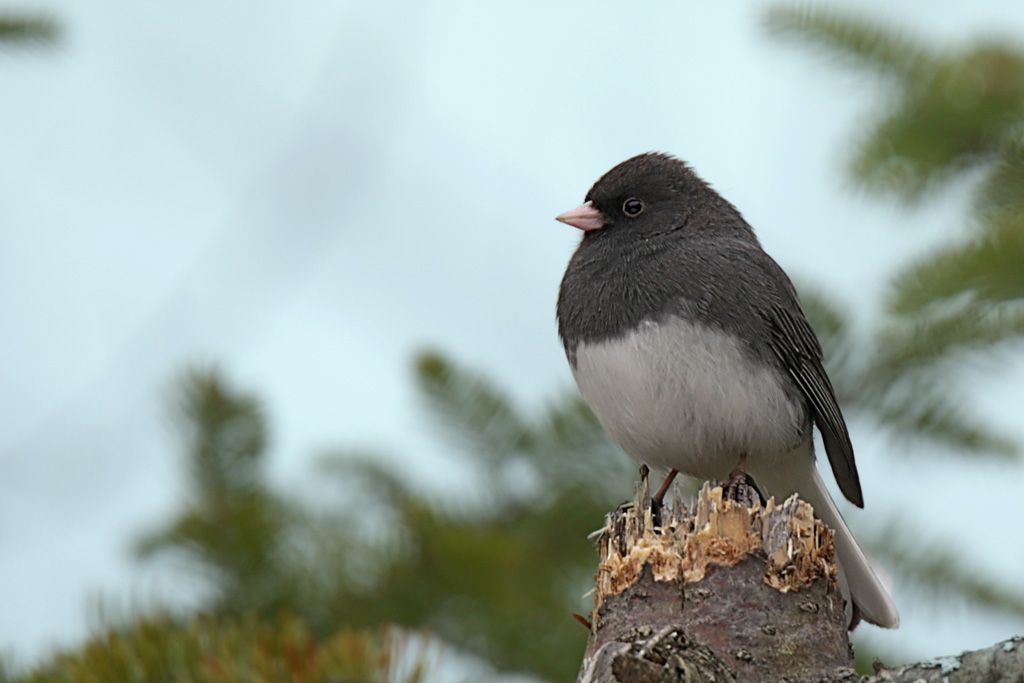 Encore un Junco. J6