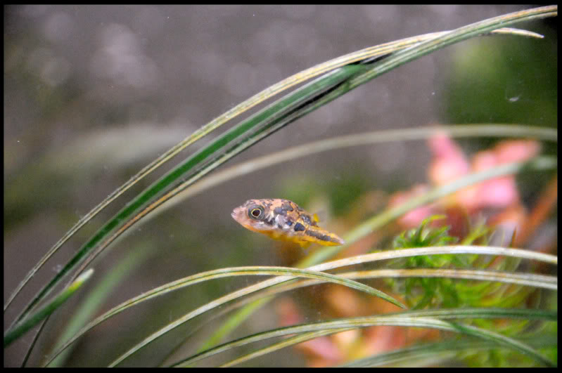 Pics of my Dwarf puffers and commnity tank Fishes515