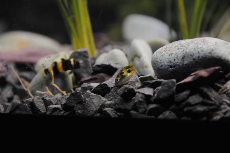 My Dwarf puffer mansion Fishes025