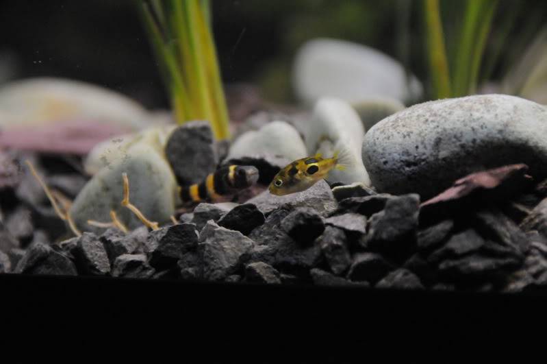 My Dwarf puffer mansion Fishes026