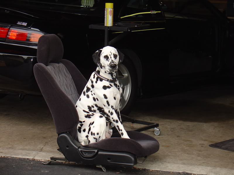 The official Post pictures of your car thread. Vol.1 - Page 6 DukeonSeat