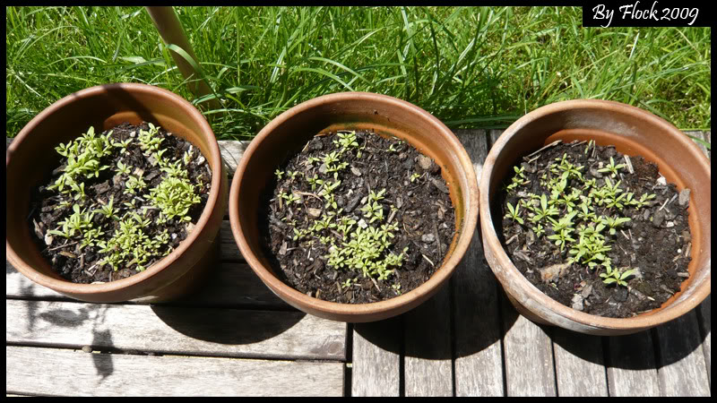 [Jardinerie] Mon Zeechium pousse...enfin 003