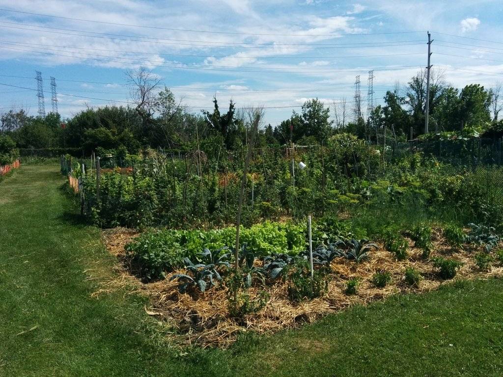 Community Gardening IMG_20160731_150626_zpscy60jlno