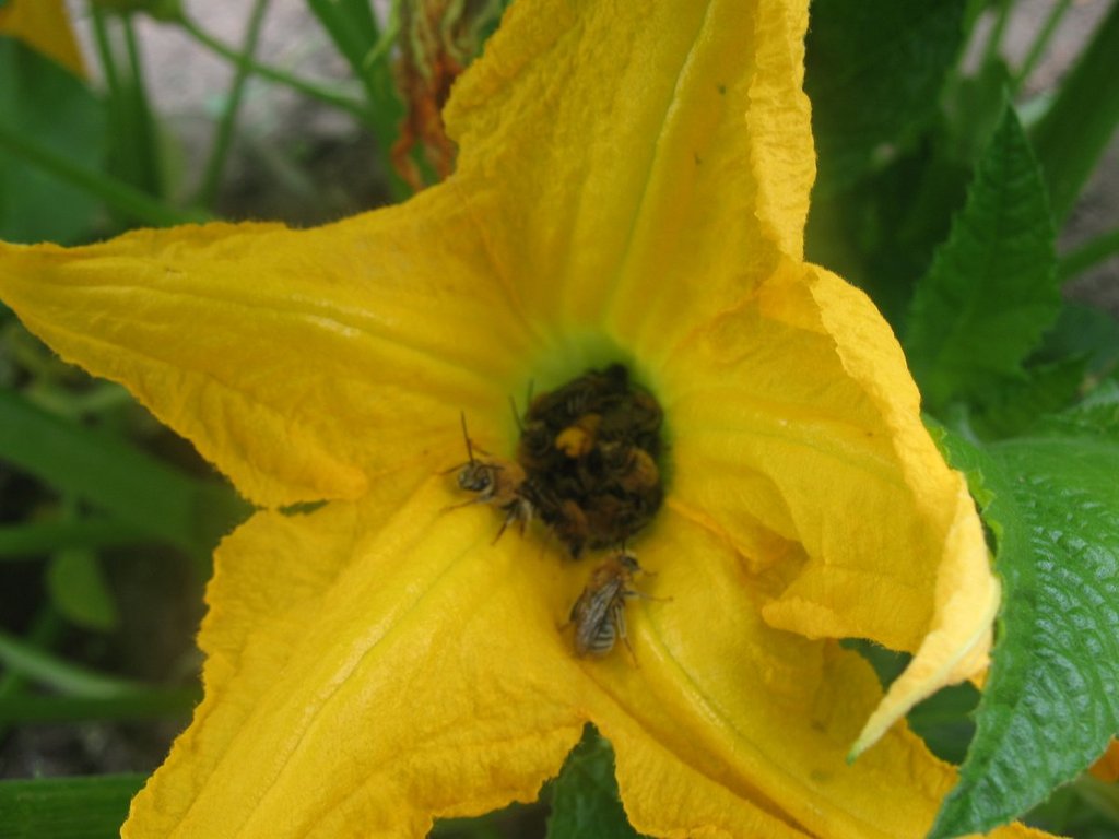 Bees Please IMG_2132_zps3iaz1xks