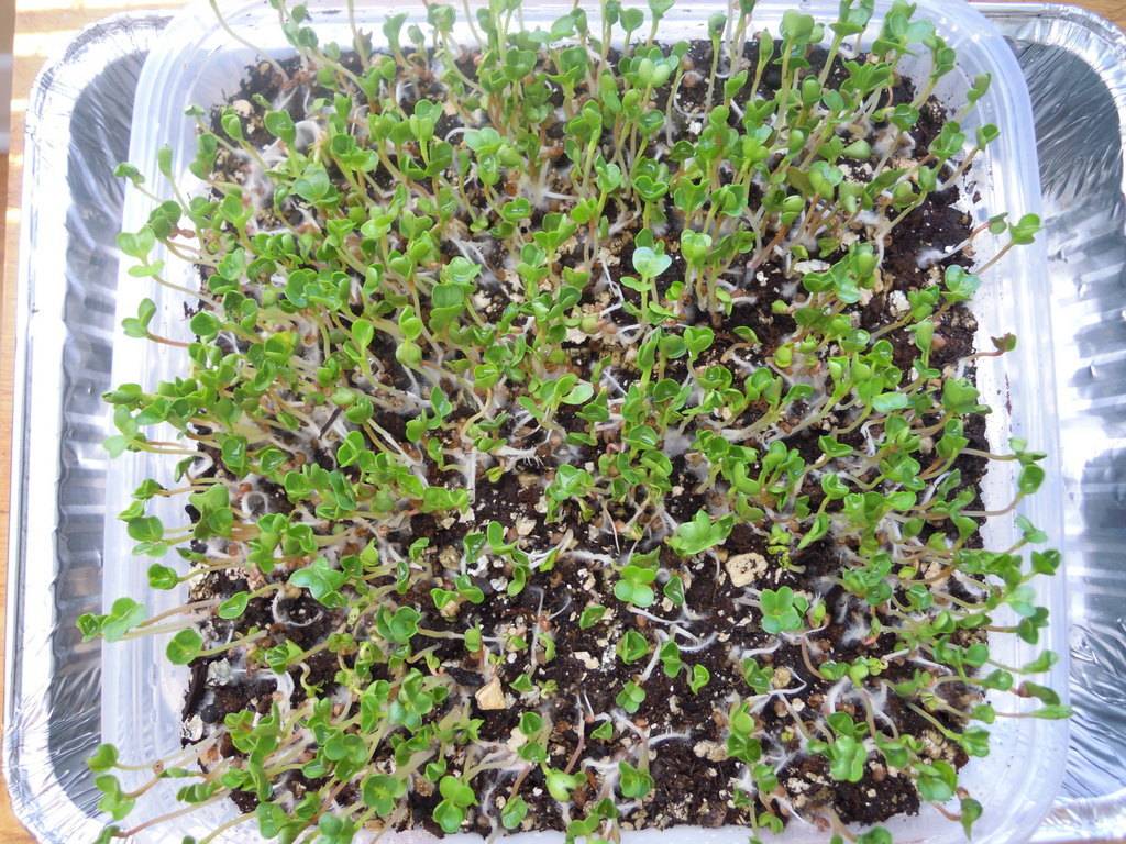 microgreens - Microgreens Gardening - Page 2 DSCN9251_zpsmjhjijov