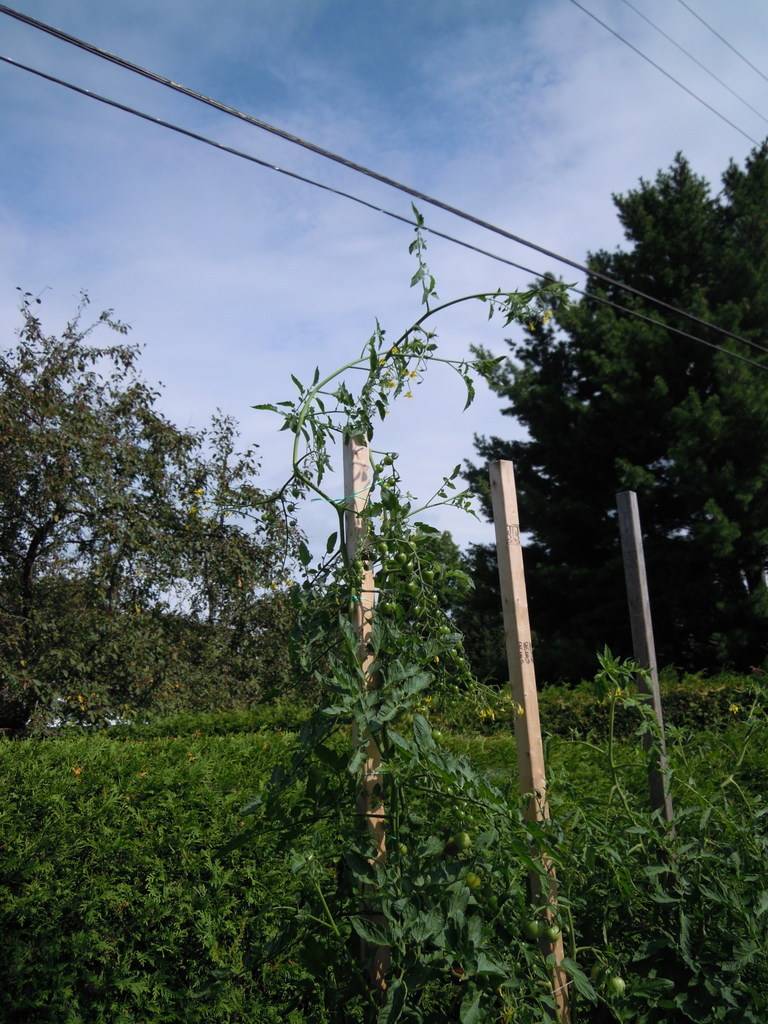 Tomato Tuesday 2016 - Page 5 DSCN9064_zpsllsqcryp