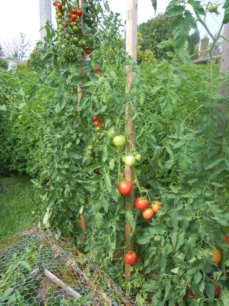 Tomato Tuesday 2016 - Page 5 DSCN9100_zpsjwbu392c